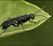 Wasp